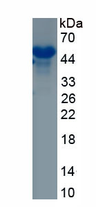 Recombinant Interferon Regulatory Factor 9 (IRF9)