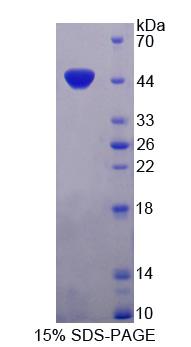 Recombinant Immunoglobulin Superfamily Containing Leucine Rich Repeat Protein (ISLR)