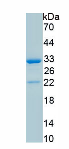 Recombinant Interleukin 4 Induced Protein 1 (IL4I1)
