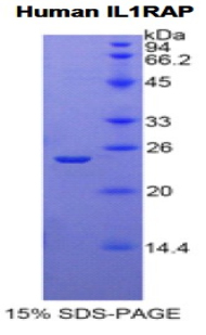 Recombinant Interleukin 1 Receptor Accessory Protein (IL1RAP)