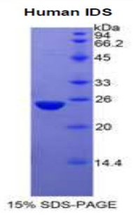Recombinant Iduronate-2-Sulfatase (IDS)