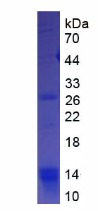 Recombinant Hydrogen Voltage Gated Channel Protein 1 (HVCN1)
