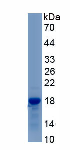 Recombinant Histidine Triad Nucleotide Binding Protein 1 (HINT1)