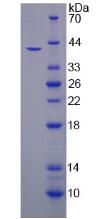 Recombinant Hephaestin (HEPH)