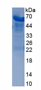 Recombinant Huntingtin Associated Protein 1 (HAP1)