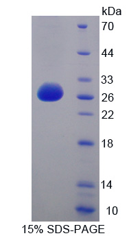 Recombinant Huntingtin Associated Protein 1 (HAP1)