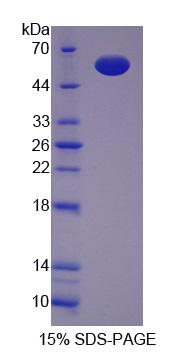 Recombinant Huntingtin Associated Protein 1 (HAP1)