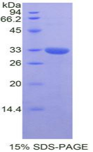 Recombinant GRB2 Related Adaptor Protein 2 (GRAP2)