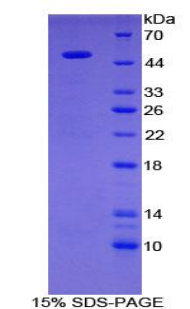 Recombinant Galactose-3-O-Sulfotransferase 1 (GAL3ST1)