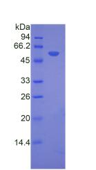 Recombinant Fibrous Sheath Interacting Protein 1 (FSIP1)