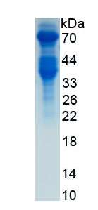 Recombinant Filaggrin (FLG)