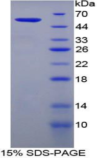 Recombinant Filaggrin (FLG)