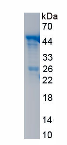 Recombinant Filaggrin (FLG)