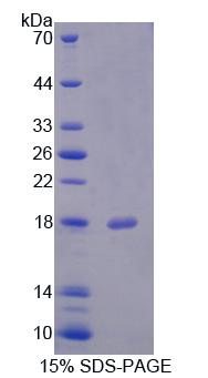 Recombinant Fission 1 (FIS1)