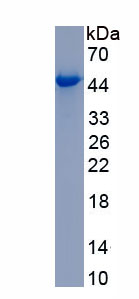 Recombinant Fc Receptor Like Protein 2 (FCRL2)