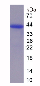 Recombinant Epsin 1 (EPN1)