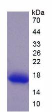 Recombinant Biglycan (BGN)