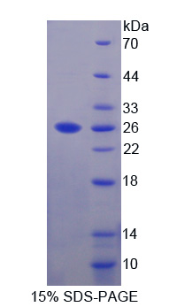 Recombinant Epiphycan (EPYC)