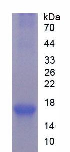 Recombinant Diacylglycerol-O-Acyltransferase Homolog 2 (DGAT2)