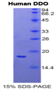 Recombinant D-Aspartate Oxidase (DDO)