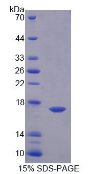Recombinant GABA-A Receptor Associated Protein Like Protein 2 (GABARAPL2)