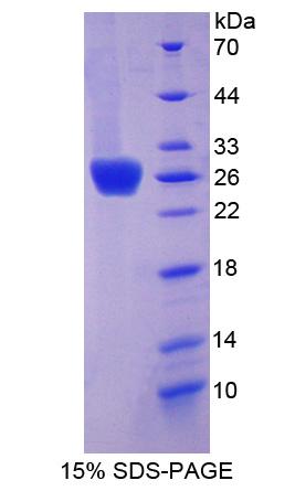 Recombinant Coxsackie Virus And Adenovirus Receptor (CXADR)