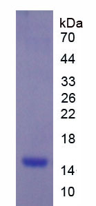 Recombinant Cystatin B (CSTB)