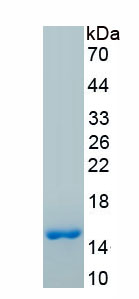 Recombinant Cystatin B (CSTB)