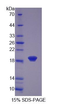 Recombinant Coactosin Like Protein 1 (COTL1)