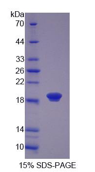 Recombinant Coactosin Like Protein 1 (COTL1)