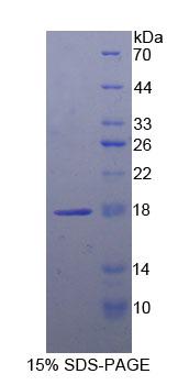 Recombinant Lecithin Cholesterol Acyltransferase (LCAT)