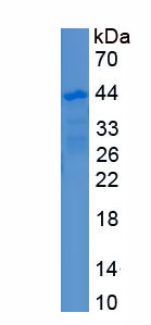 Recombinant LIM Domain Binding Protein 1 (LDB1)