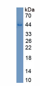 Recombinant Brain Abundant, Membrane Attached Signal Protein 1 (BASP1)