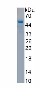 Recombinant Brain Abundant, Membrane Attached Signal Protein 1 (BASP1)