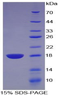 Recombinant Artemin (ARTN)