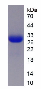 Recombinant Activity Regulated Cytoskeleton Associated Protein (ARC)