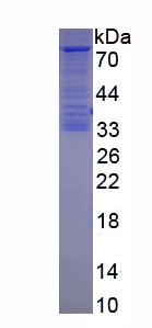 Recombinant Alkaline Phosphatase, Placental Like Protein 2 (ALPPL2)