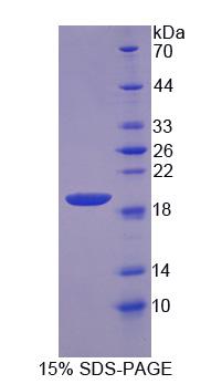 Recombinant Nuclear Distribution Gene C Homolog (NUDC)