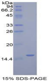 Recombinant Golgi Glycoprotein 1 (GLG1)