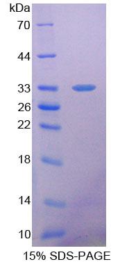 Recombinant Succinate Dehydrogenase Complex Subunit A (SDHA)