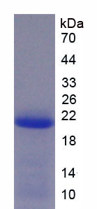 Recombinant A Disintegrin And Metalloprotease 15 (ADAM15)