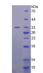 Recombinant Phosphoinositide-3-Kinase Class 3 (PIK3C3)