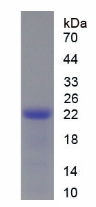 Recombinant Phosphoinositide-3-Kinase Catalytic Alpha Polypeptide (PIK3Ca)
