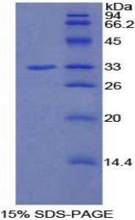 Recombinant Phosphoinositide-3-Kinase Adaptor Protein 1 (PIK3AP1)