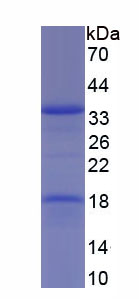 Recombinant Coiled Coil Domain Containing Protein 80 (CCDC80)