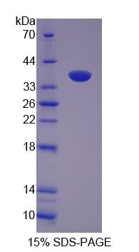 Recombinant Flightless I Homolog (FLII)