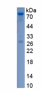 Recombinant NANOG Homeobox Protein (NANOG)