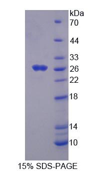 Recombinant Fas Associating Death Domain Containing Protein (FADD)