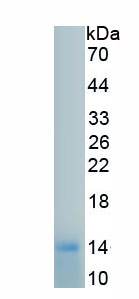 Recombinant NLR Family, Pyrin Domain Containing Protein 1 (NLRP1)