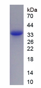 Recombinant Leucine Rich Repeat LGI Family, Member 3 (LGI3)